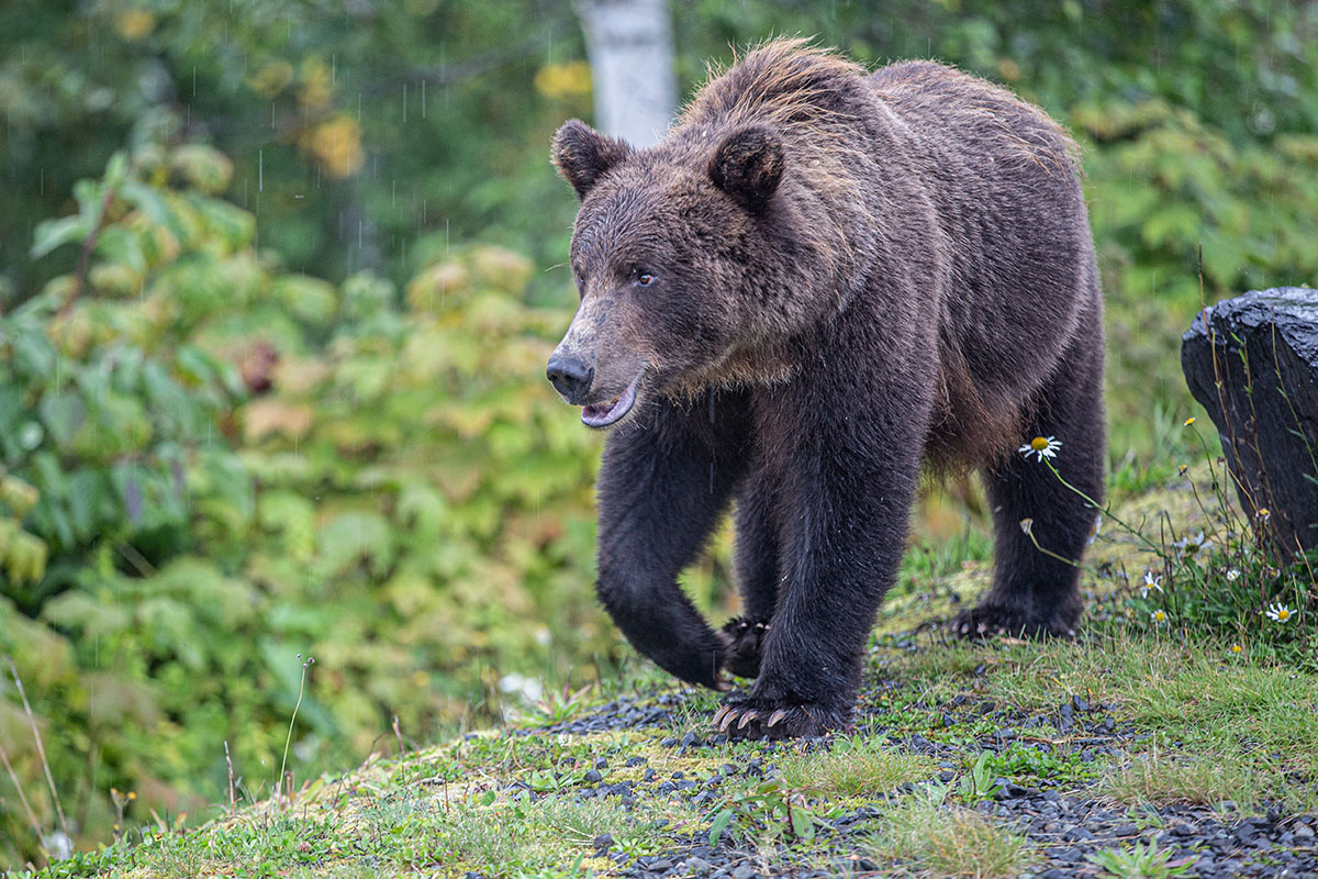 How to pack a backpack (closeup of bear in Yukon)